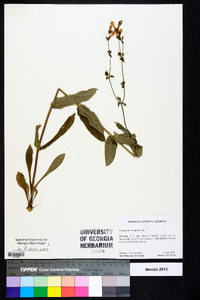 Penstemon laevigatus image