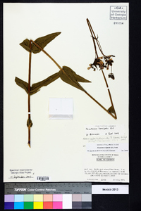 Penstemon laevigatus image