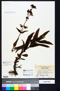 Penstemon laevigatus image