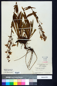 Penstemon multiflorus image