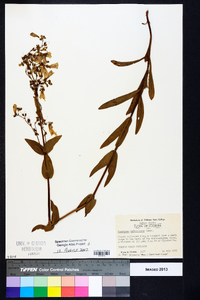 Penstemon multiflorus image