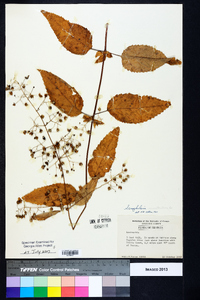 Scrophularia marilandica image