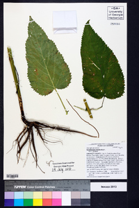 Scrophularia marilandica image