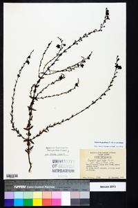 Seymeria pectinata subsp. pectinata image