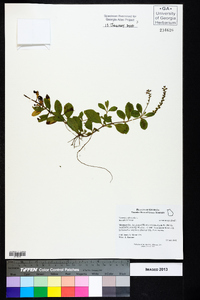 Veronica officinalis image