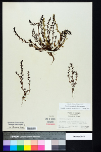 Veronica peregrina subsp. peregrina image