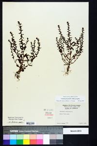 Veronica peregrina subsp. peregrina image