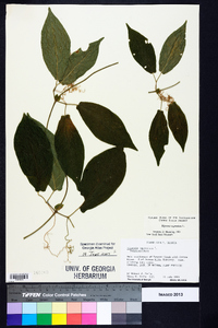 Bignonia capreolata image