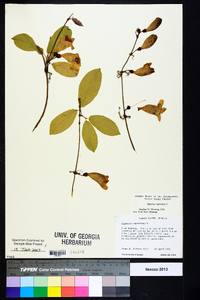 Bignonia capreolata image