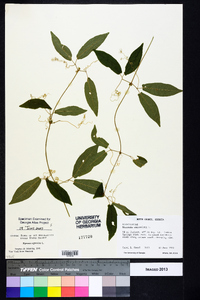 Bignonia capreolata image