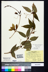 Bignonia capreolata image