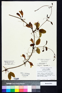 Bignonia capreolata image