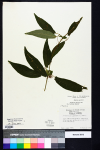 Bignonia capreolata image