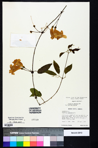 Bignonia capreolata image