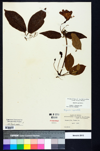 Bignonia capreolata image