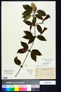 Bignonia capreolata image