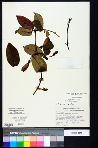 Bignonia capreolata image