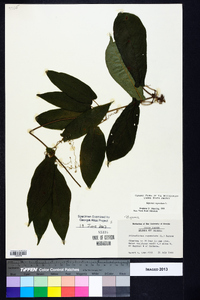 Bignonia capreolata image