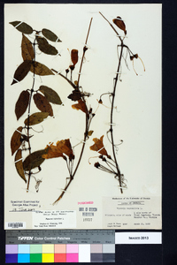 Bignonia capreolata image