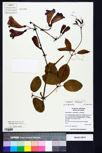 Bignonia capreolata image