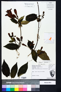 Bignonia capreolata image