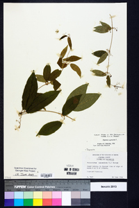 Bignonia capreolata image