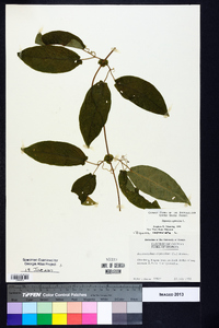 Bignonia capreolata image