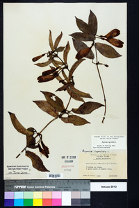 Bignonia capreolata image