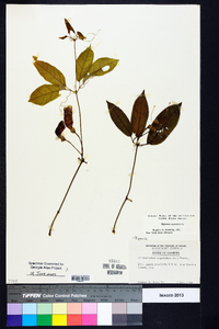 Bignonia capreolata image