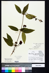 Bignonia capreolata image