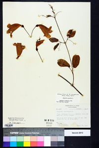 Bignonia capreolata image