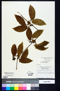 Bignonia capreolata image