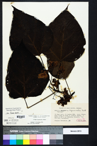 Catalpa bignonioides image