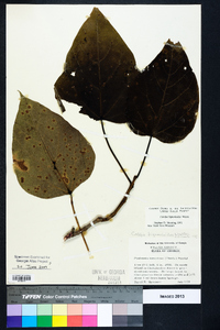 Catalpa bignonioides image