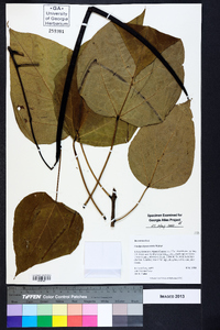 Catalpa bignonioides image