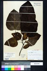 Catalpa bignonioides image