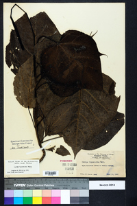 Catalpa bignonioides image