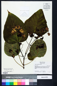 Catalpa bignonioides image