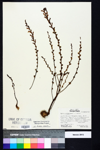 Epifagus virginiana image