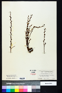 Epifagus virginiana image