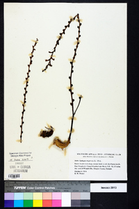 Epifagus virginiana image