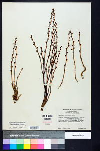 Epifagus virginiana image