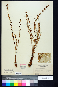 Epifagus virginiana image