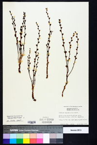 Epifagus virginiana image