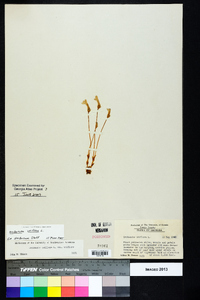 Orobanche uniflora image