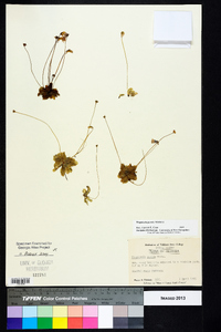 Pinguicula pumila image