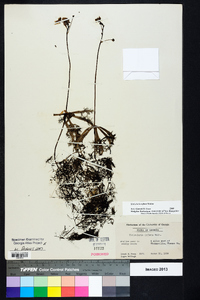 Utricularia inflata image