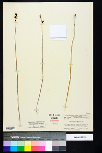 Utricularia juncea image