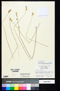 Utricularia juncea image