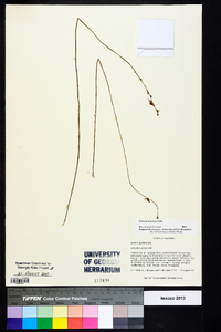 Utricularia juncea image